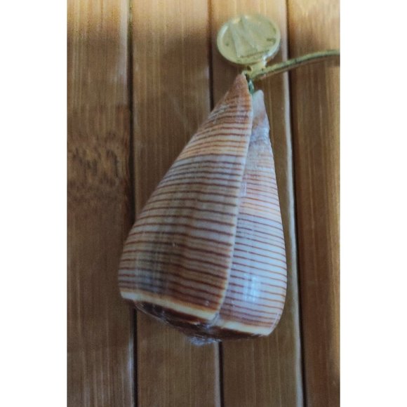 Brown Fig Cone Conus Figulinus Seashell Hanging Display Nautical Decor 3.5x3x1.5 - Picture 9 of 13
